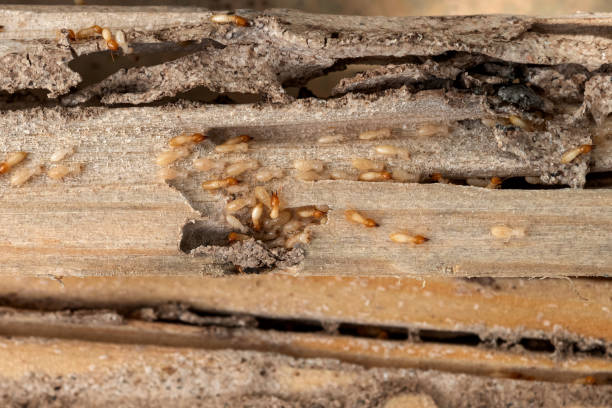 Best Pest Control for Restaurants  in Canton, IL