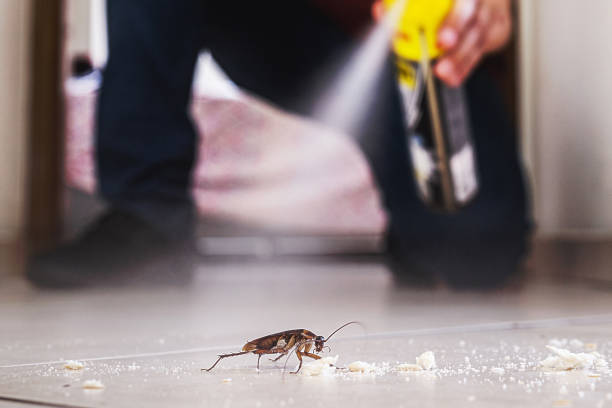 Best Wasp Removal Services  in Canton, IL