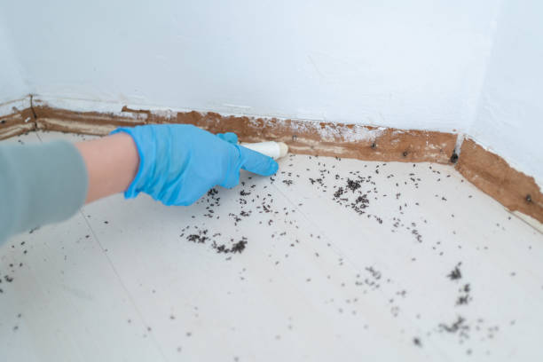 Best Ant Control Services  in Canton, IL